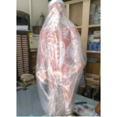 Human Muscular Body Model